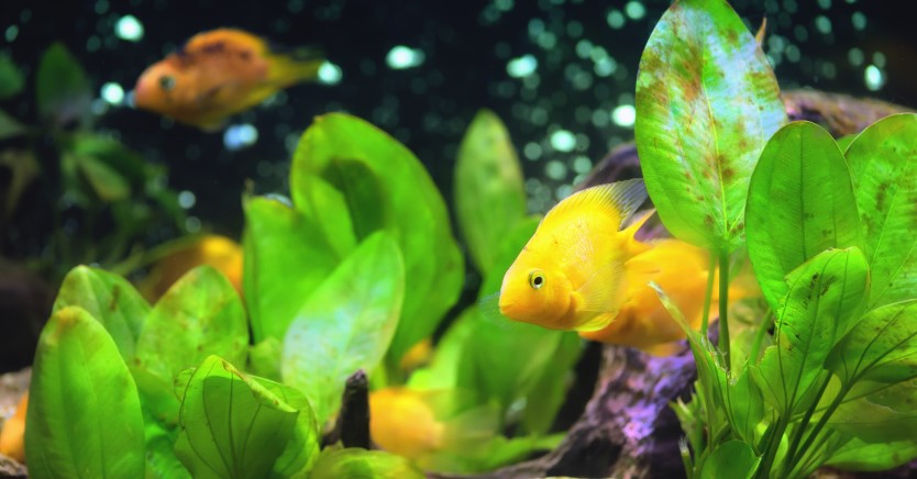 How to Keep Your Aquarium Cool in the Summer Heat